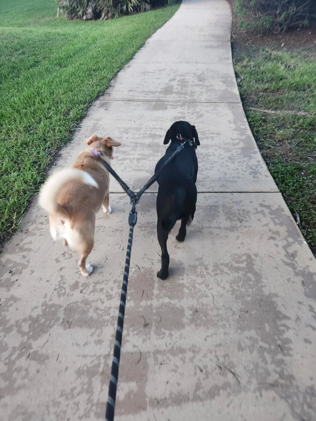 2-in-1 Bungee Dog Leash for Medium & Large Dogs – Tangle-Free Design